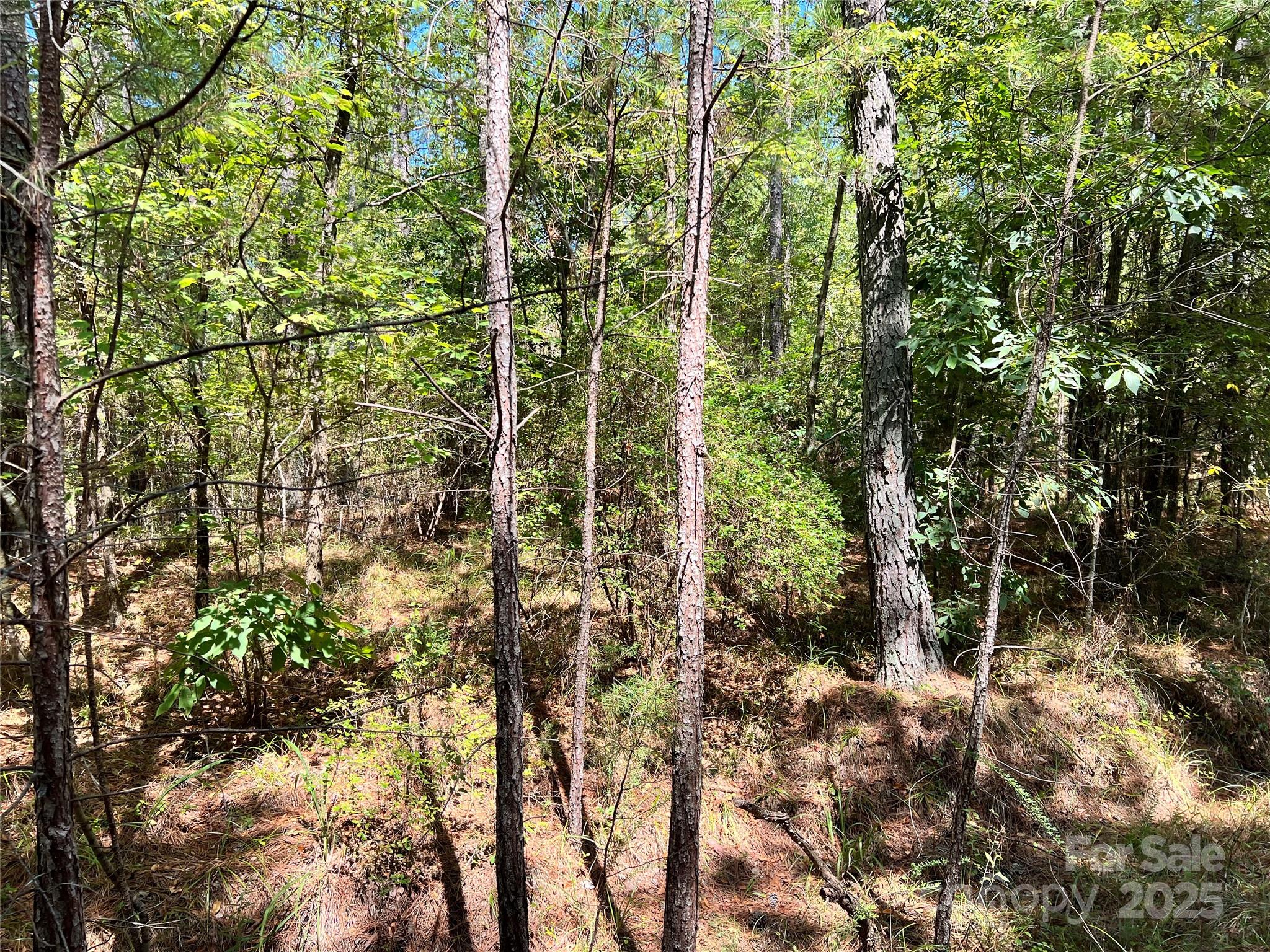 Lot #1 Goings Road, Unit 1 Chester, SC 29706 - Photo 11 of 14 a view of a forest with a tree