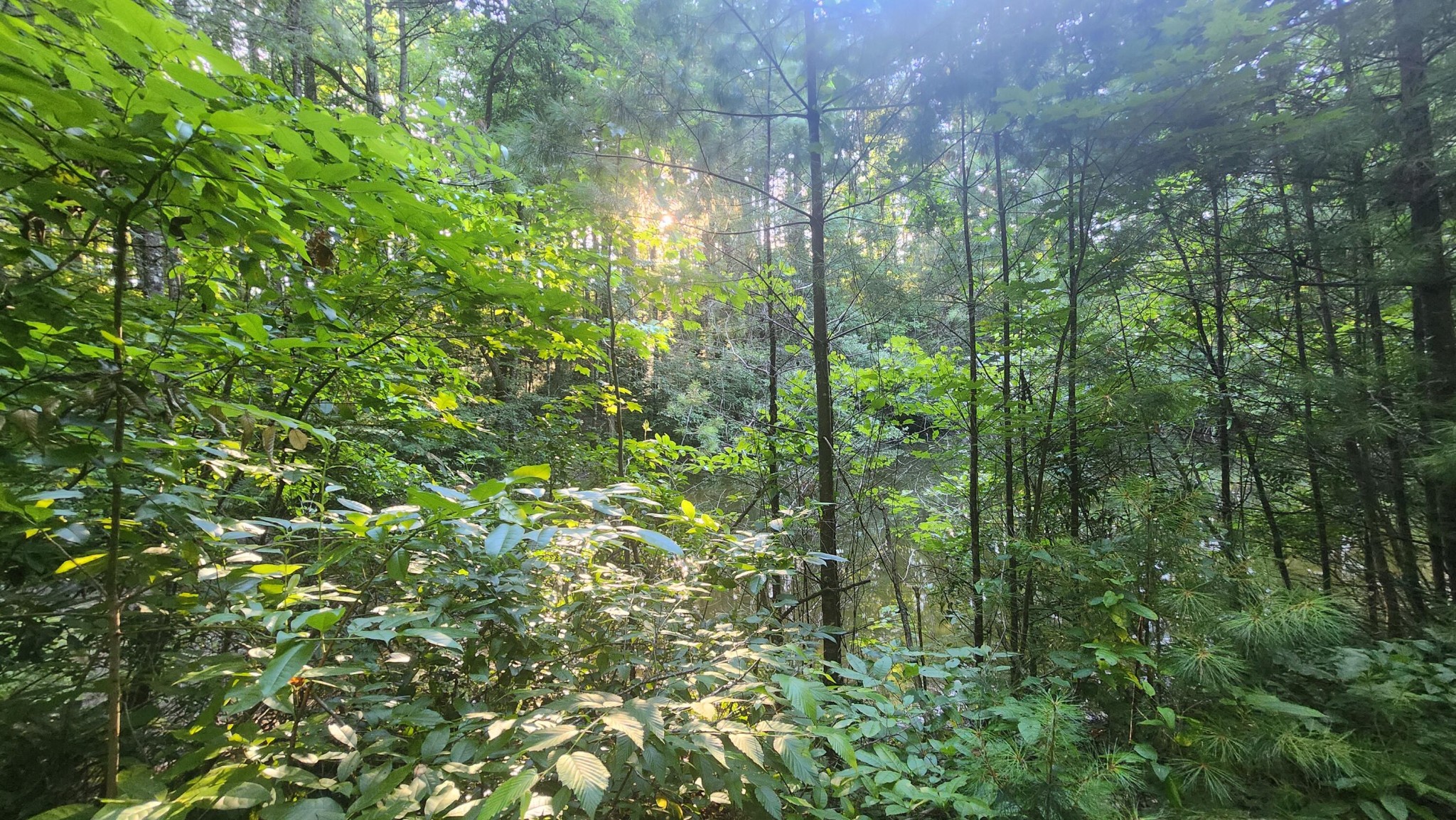 0 Tumbling Creek Road Copperhill, TN 37317 - Photo 11 of 62