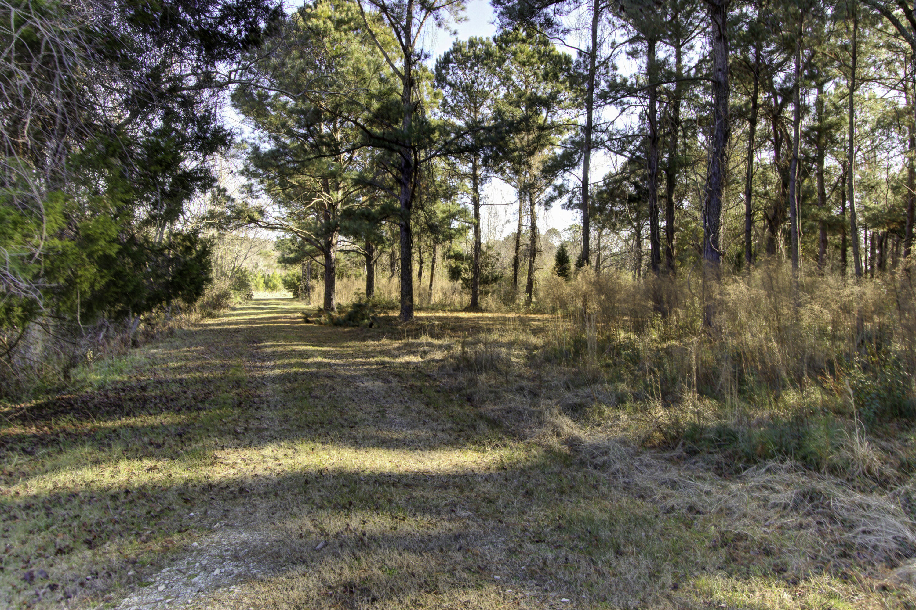 4 Morants Point Road McClellanville, SC 29458 - Photo 8 of 25 Morants Point Lot 4, Morants Point SC (4