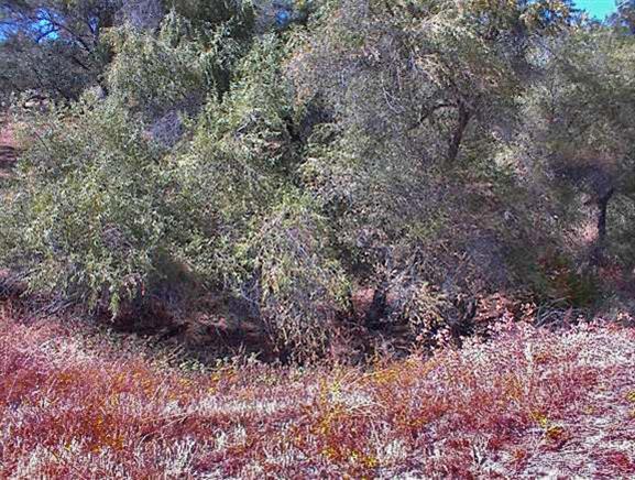 36200 Mistletoe Road Squaw Valley, CA 93675 - Photo 25 of 25 Gallery Image 25