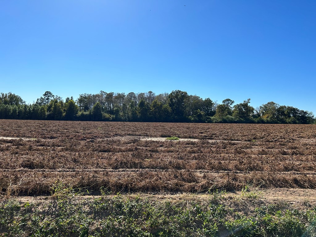 9.481-ac 9.481-ac Road Cottonwood, AL 36320 - Photo 8 of 19