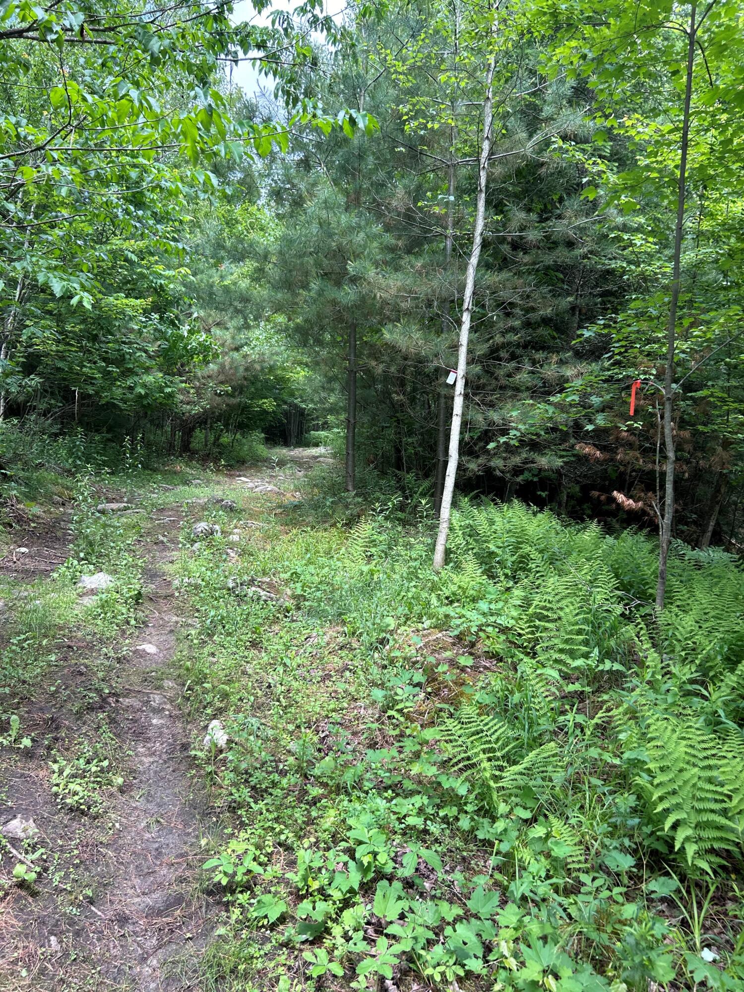 0 Cannon Corners Road Mooers, NY 12958 - Photo 2 of 14 2