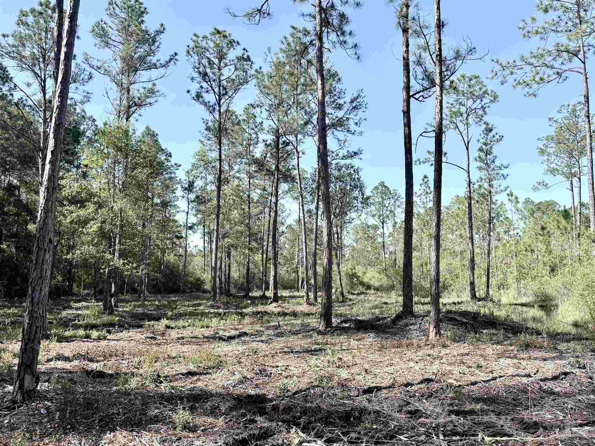 Del Monte Street Milton, FL 32583 - Photo 9 of 18