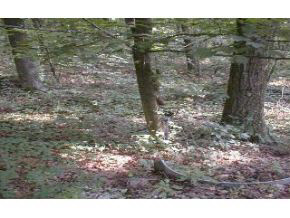 1762 South Garrison Chapel Road Bloomington, IN 47403 - Photo 3 of 8 Gallery Image 3