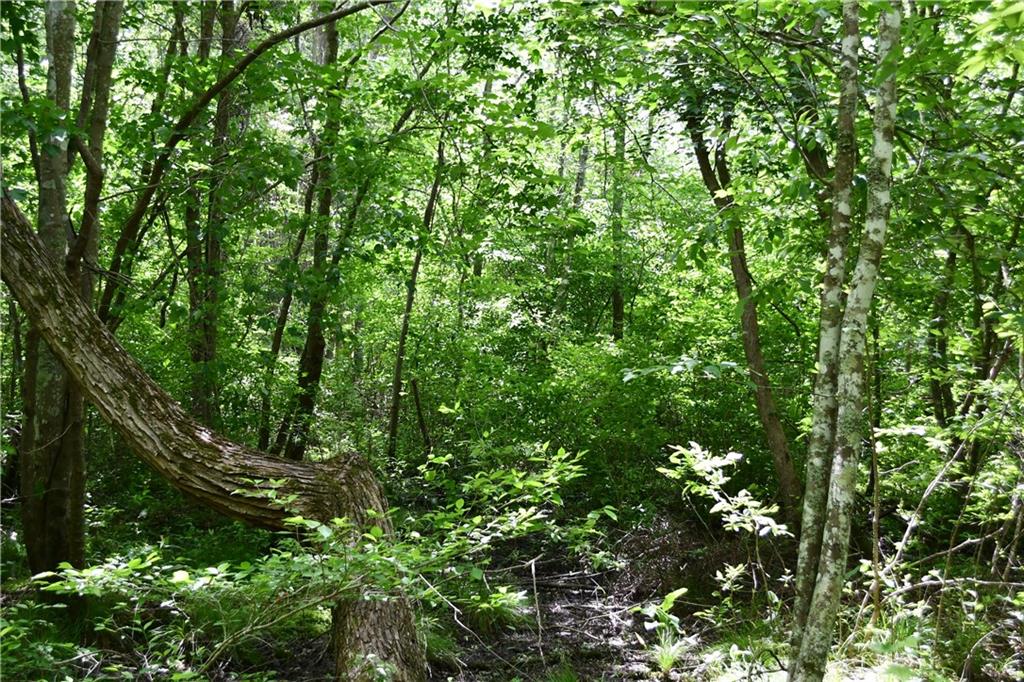 1 Wilson Road Temple, GA 30179 - Photo 31 of 88 a view of a lush green forest