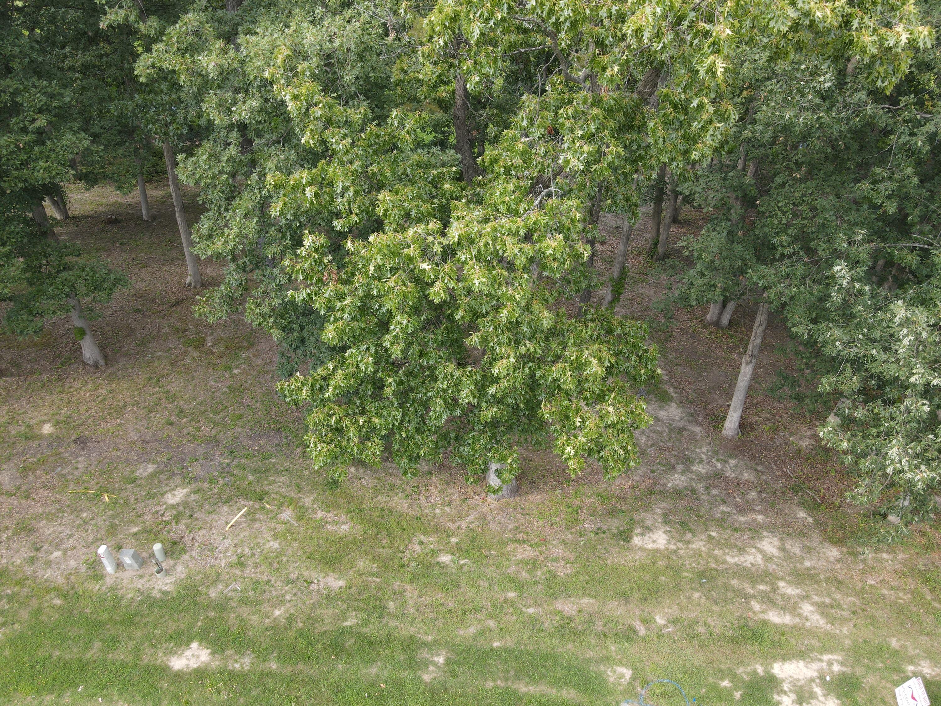 735 Druim Trail Crown Point, IN 46307 - Photo 5 of 14 a view of a yard with plants and a large tree