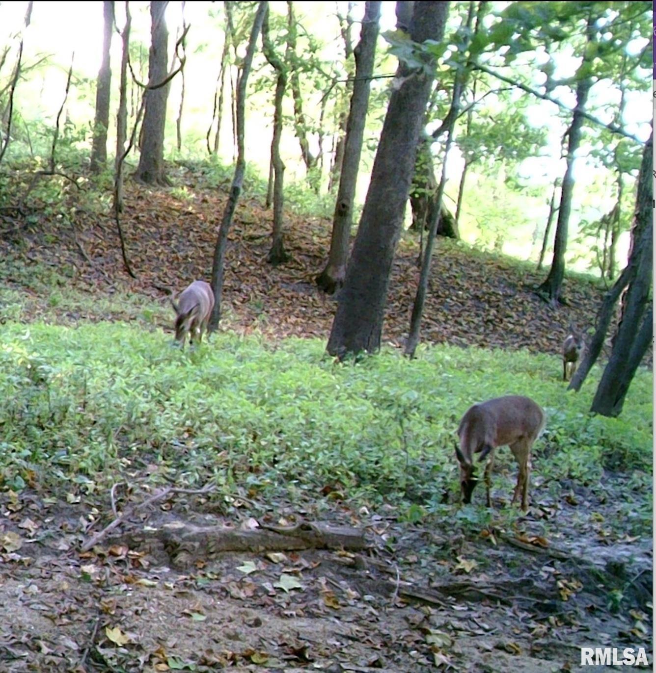 Hacke Road Shipman, IL 62685 - Photo 12 of 14