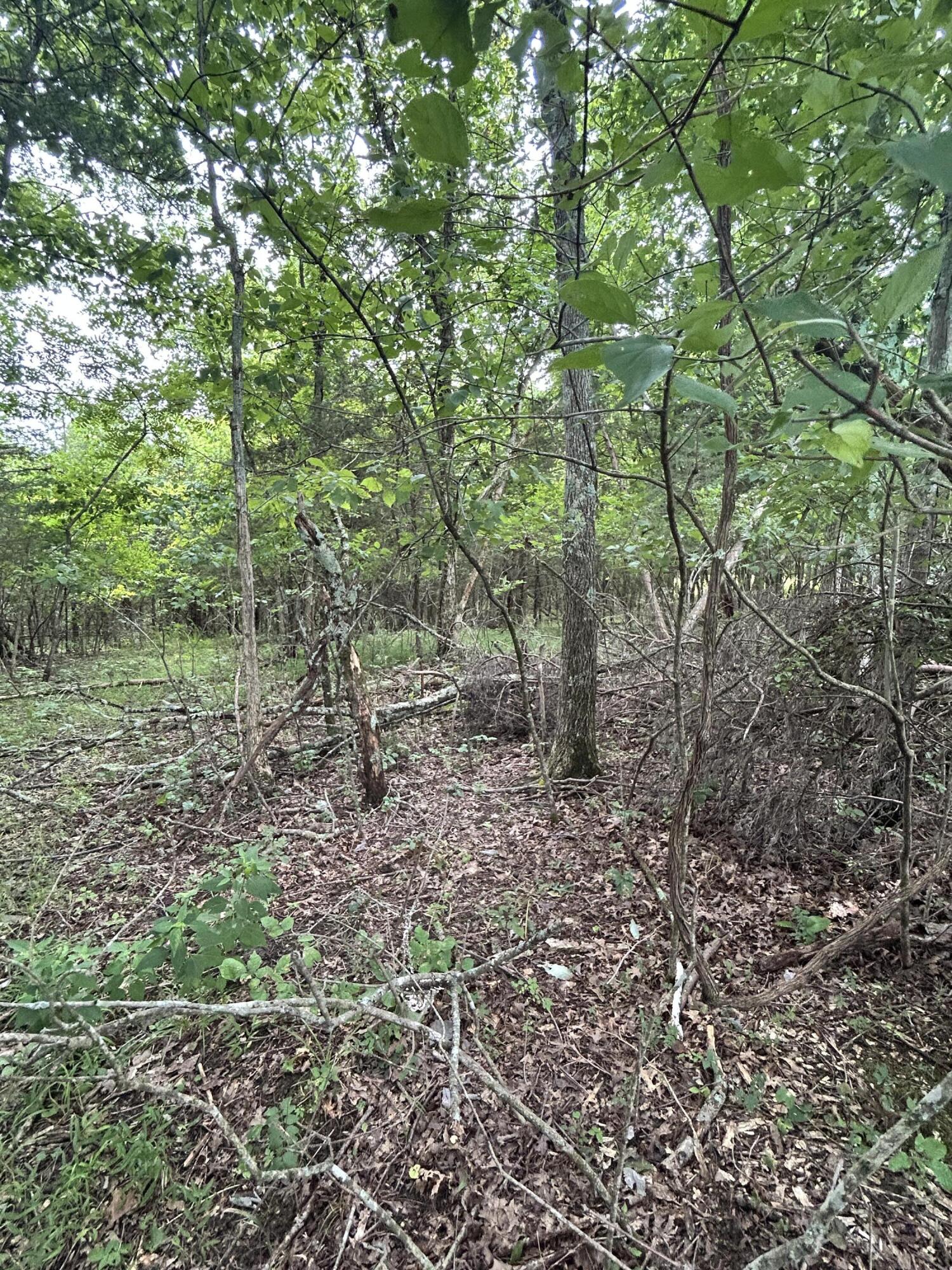 726 Old Brown Road Salvisa, KY 40372 - Photo 39 of 89 Entering one of many wooded areas, maintained for deer or possibly pasture at your discretion.