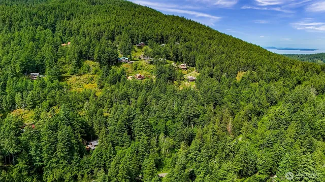 a view of a big yard with plants and large trees
