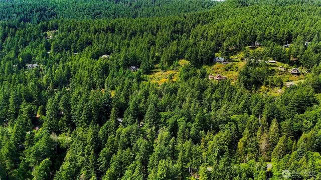 a view of a lush green forest