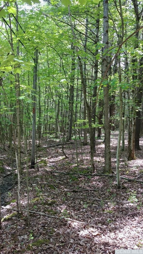 0 County Route 13 Brainard, NY 12024 - Photo 4 of 5 Photo 4