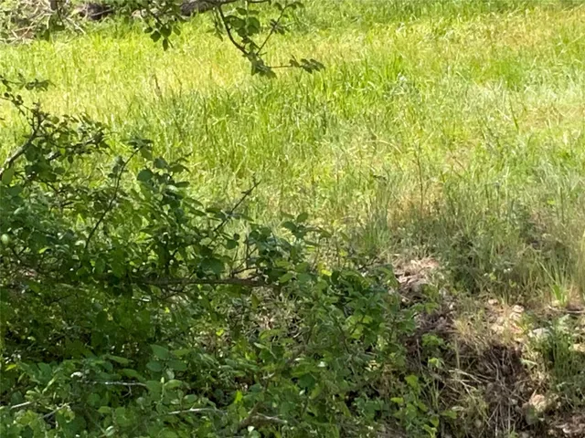 a view of a lush green field