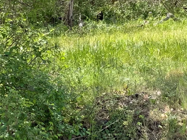 a view of a lush green space