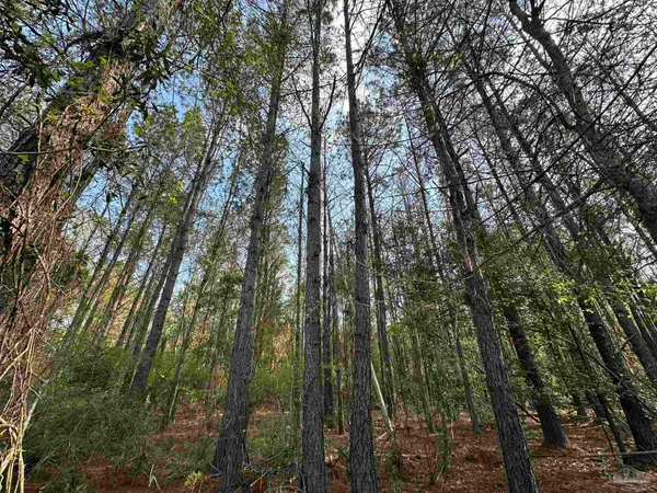 a view of outdoor space with lots of trees
