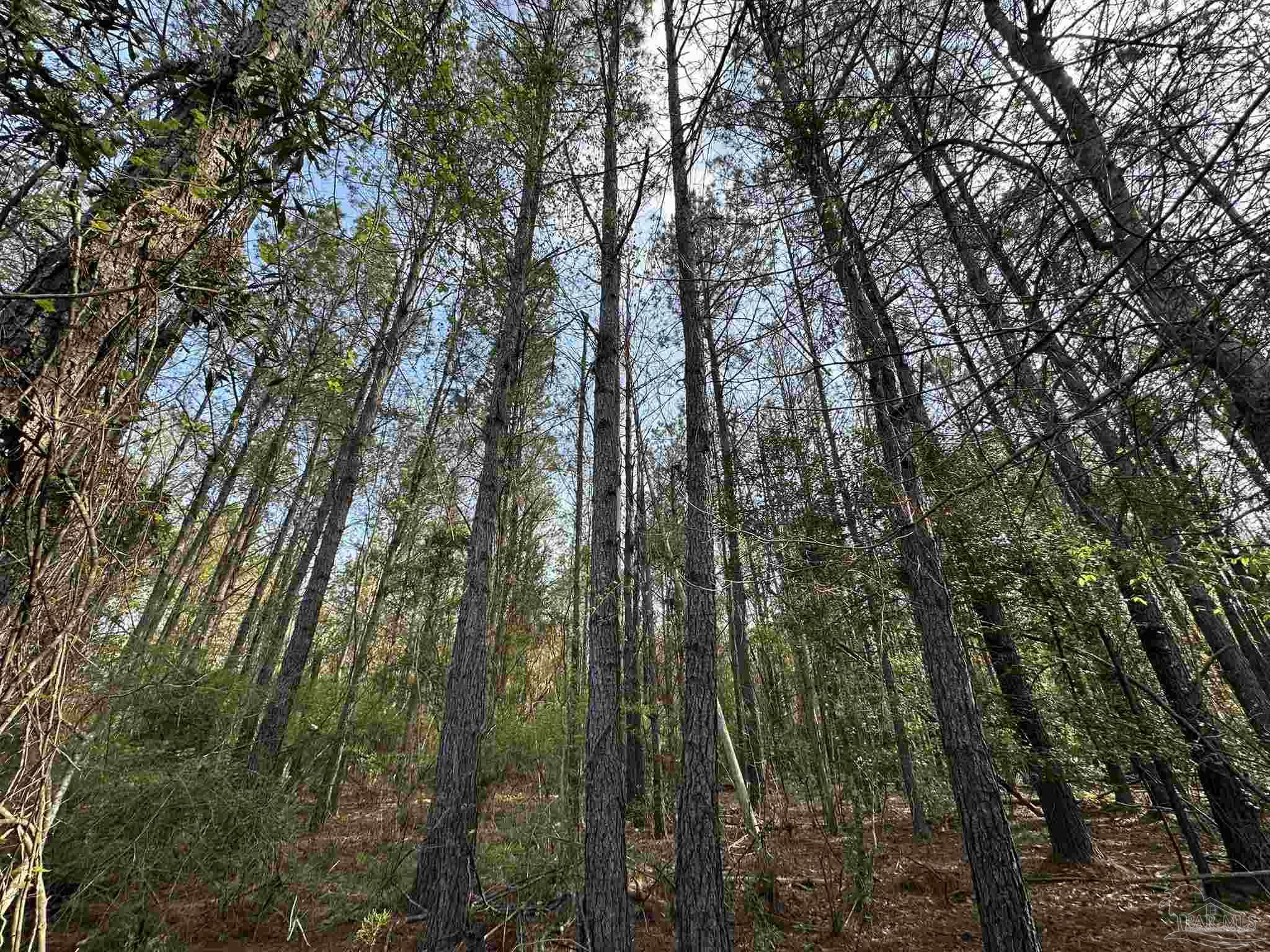 Lot A1 Snyder Road Frisco City, AL 36445 - Photo 7 of 30