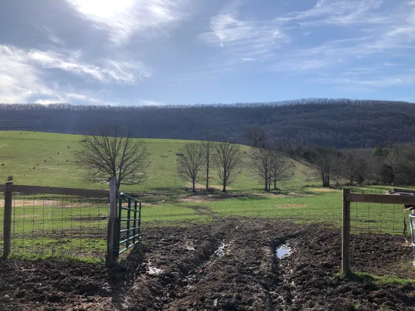a view of a park with large trees