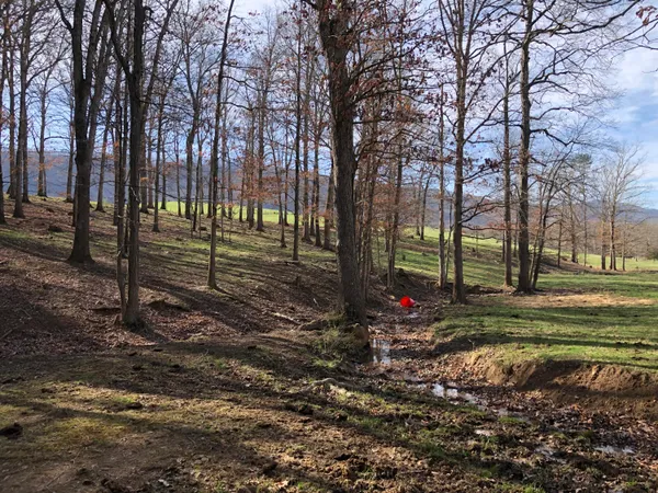 a view of a park with large trees