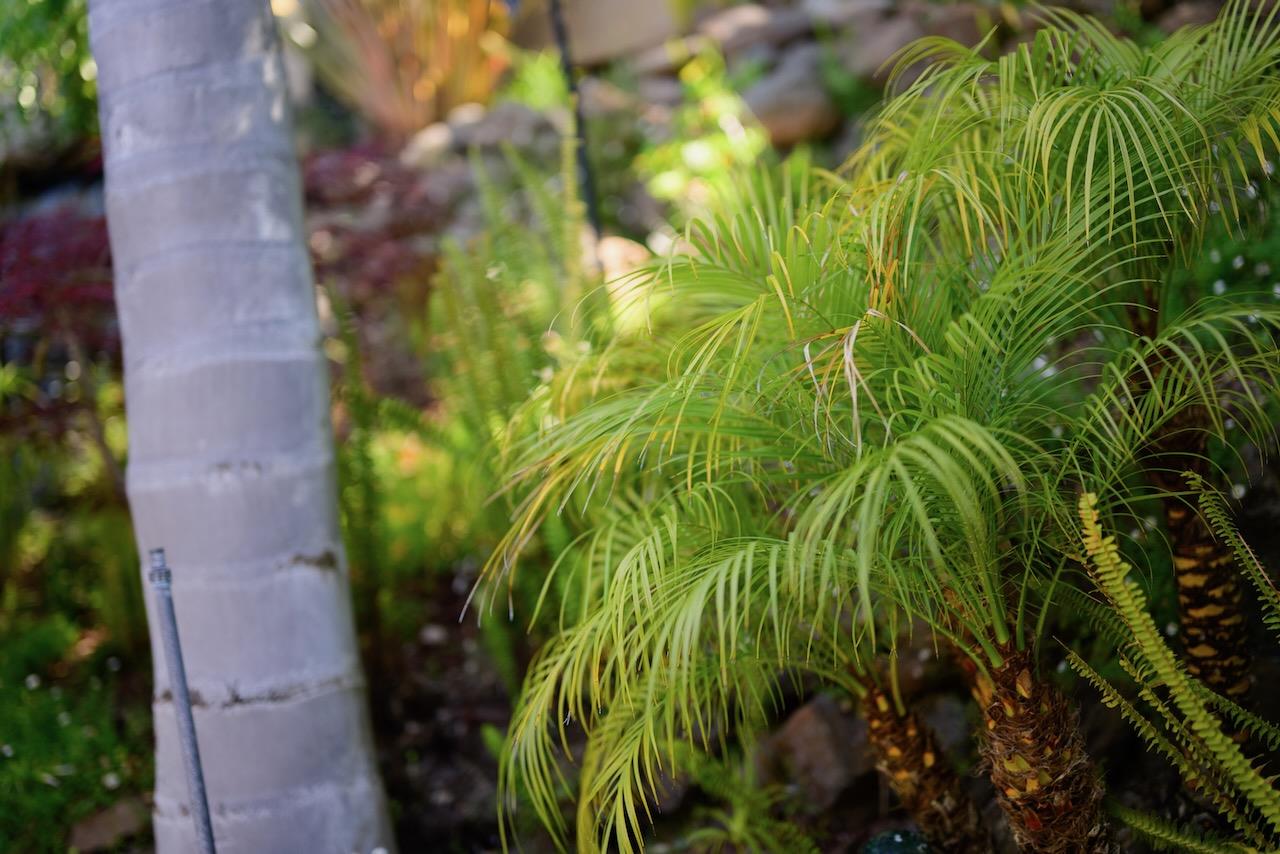 307 Sidesaddle Circle Scotts Valley, CA 95066 - Photo 111 of 116 a close up of a plant in a garden