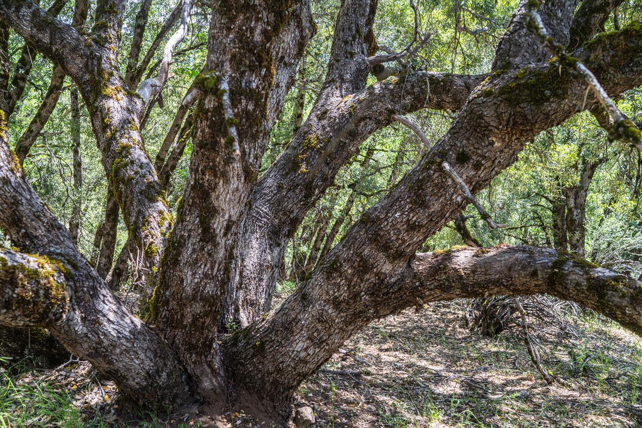 1535 Derbec Road Nevada City, CA 95959 - Photo 38 of 39 a view of tree