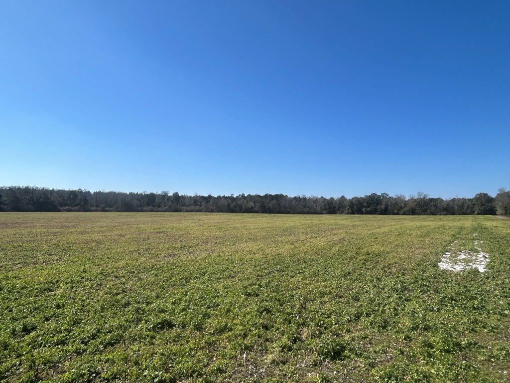 31.5-ac 31.5-ac Rammer Loop Road Dothan, AL 36301 - Photo 29 of 49