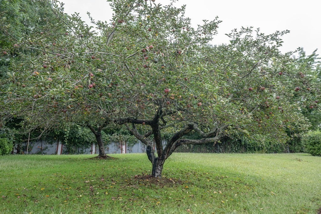 25 Sandy Ridge Road Stoughton, MA 02072 - Photo 40 of 42 a view of outdoor space and yard