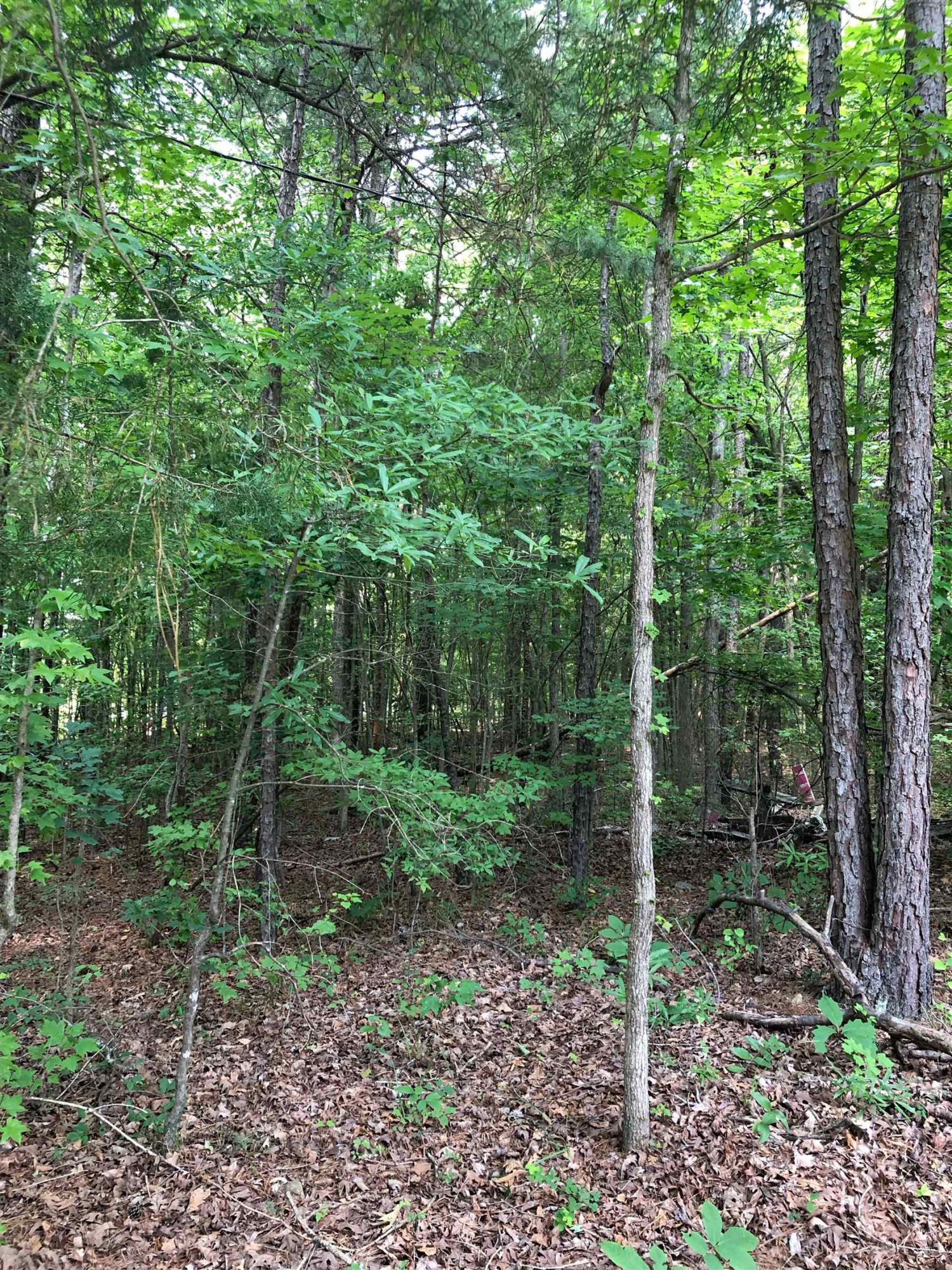 0 Pulliam-tingen Pulliam-Tingen Mine Road Roxboro, NC 27574 - Photo 1 of 5 a view of a forest that has large trees