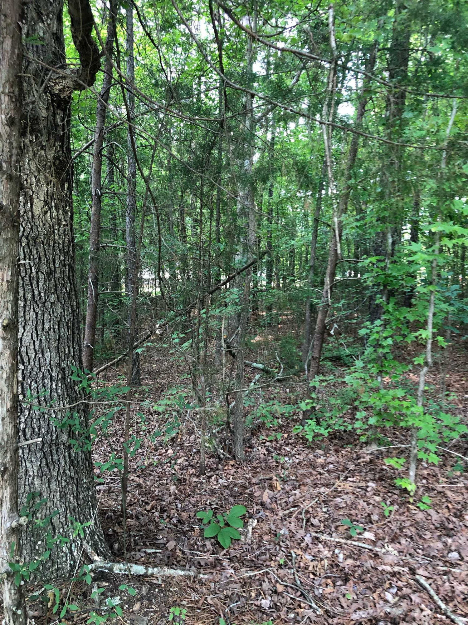 0 Pulliam-tingen Pulliam-Tingen Mine Road Roxboro, NC 27574 - Photo 2 of 5 a view of a forest with trees