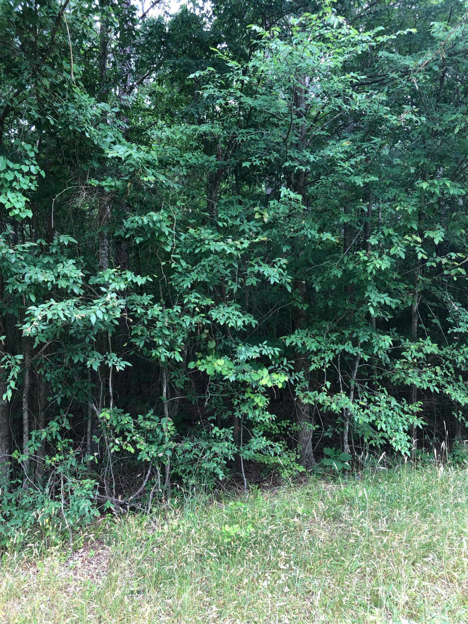 0 Pulliam-tingen Pulliam-Tingen Mine Road Roxboro, NC 27574 - Photo 3 of 5 a view of house with lush green forest