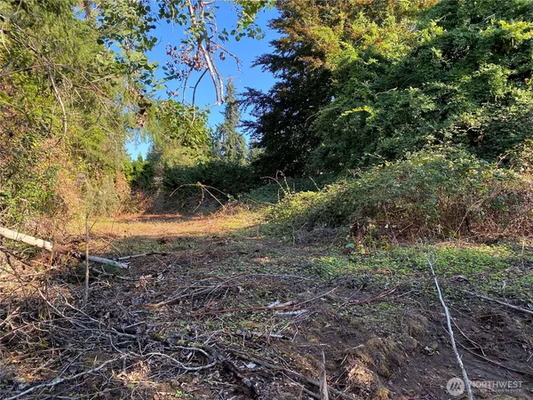 a view of a yard with plants and large trees