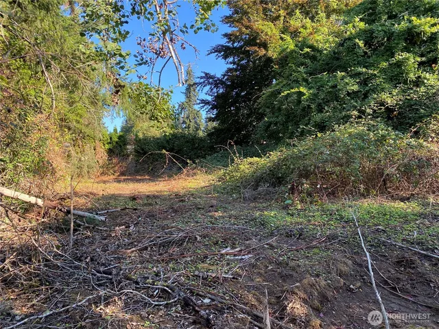 a view of a yard with plants and large trees