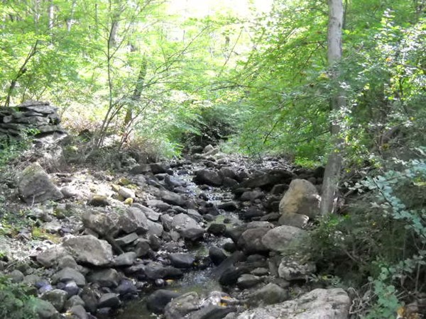 123 S Road Hampden, MA 01036 - Photo 9 of 28 a view of a forest with trees