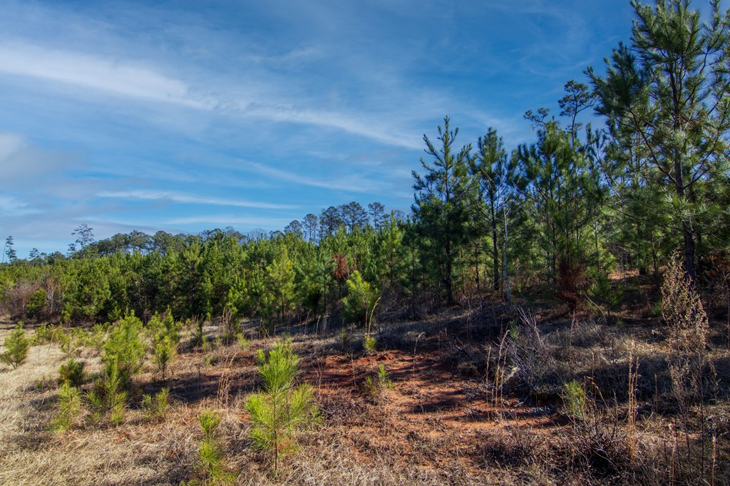 5-0 Chestnut Grove Road Shiloh, GA 31826 - Photo 12 of 32 a view of a lake with lawn chairs and plants