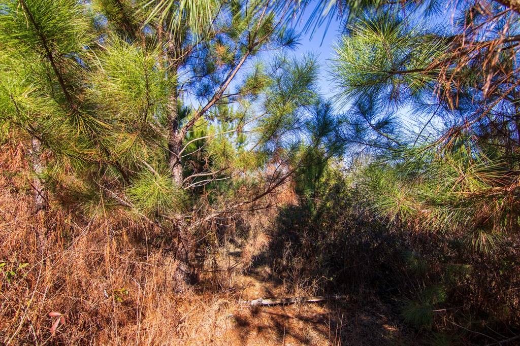 5-0 Chestnut Grove Road Shiloh, GA 31826 - Photo 14 of 32 a view of a tree