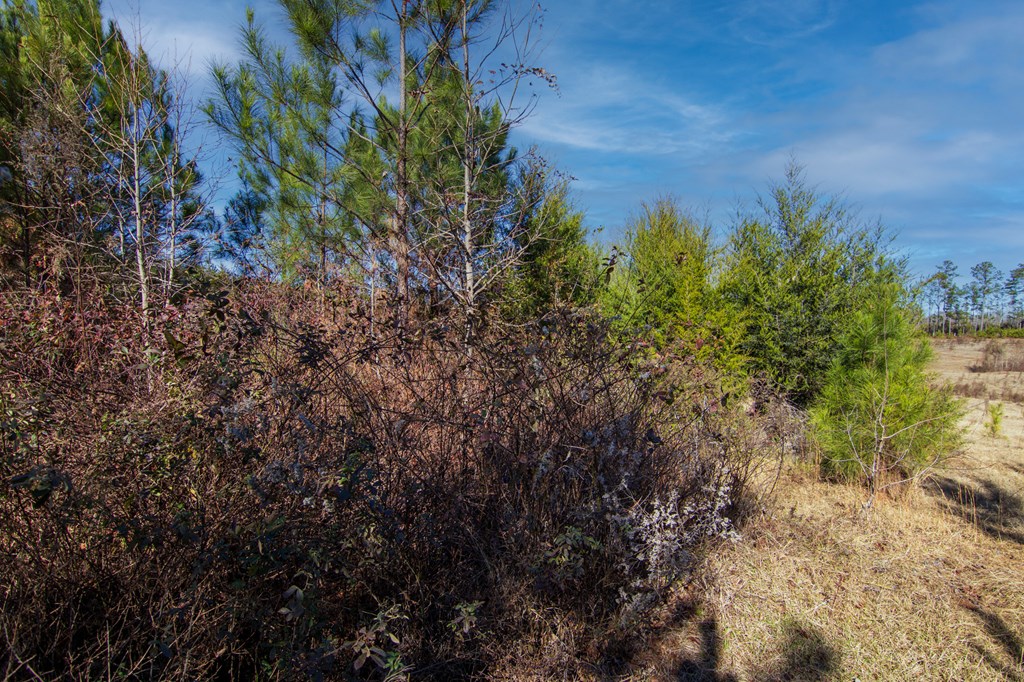 5-0 Chestnut Grove Road Shiloh, GA 31826 - Photo 20 of 32 a view of a large building with lots of trees