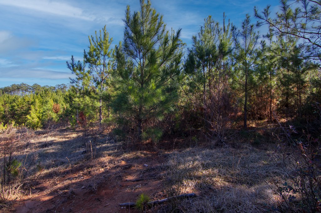 5-0 Chestnut Grove Road Shiloh, GA 31826 - Photo 21 of 32 a big yard with lots of green space