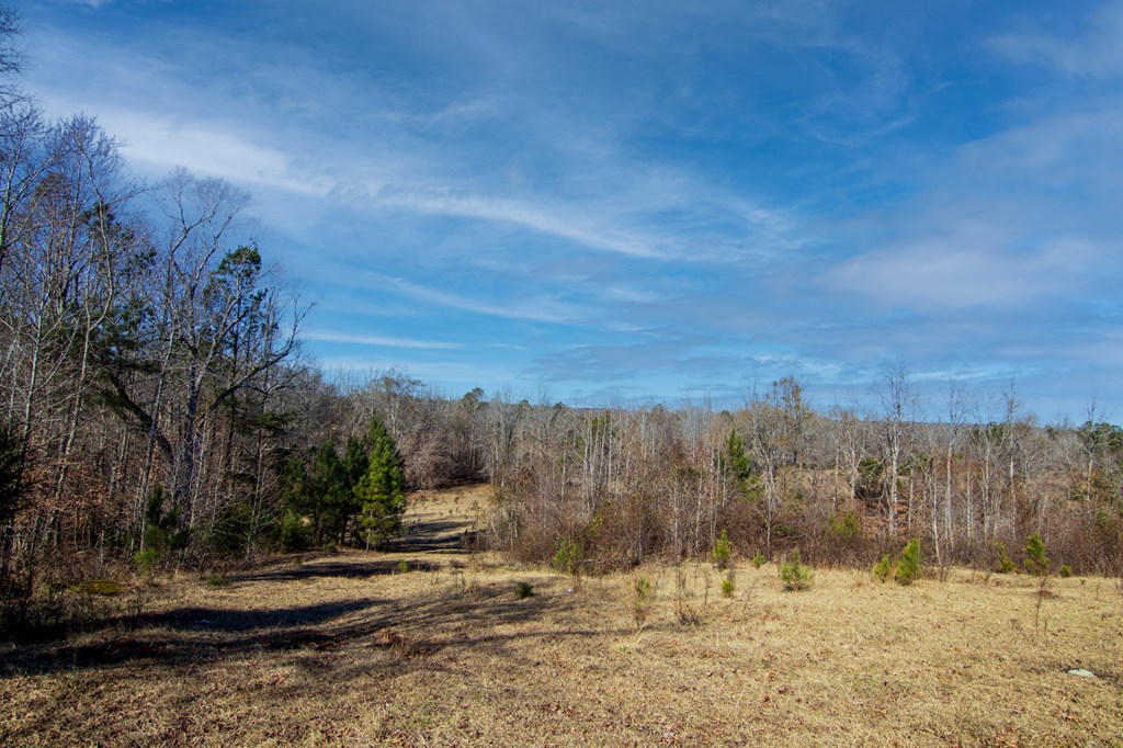 5-0 Chestnut Grove Road Shiloh, GA 31826 - Photo 3 of 32 a view of a backyard with large trees