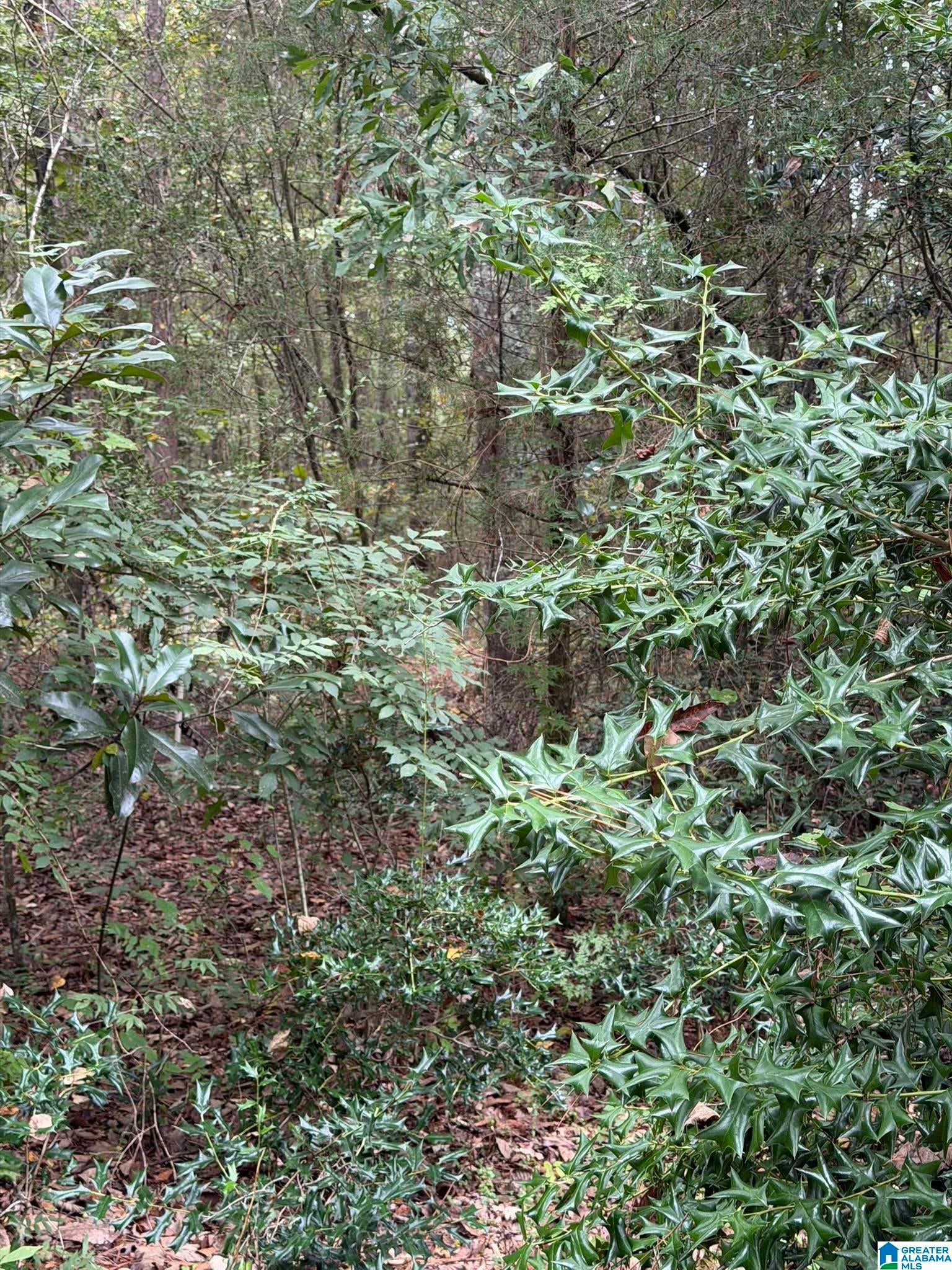 0 Dearmanville Road Anniston, AL 36207 - Photo 2 of 28 Gallery Image 2