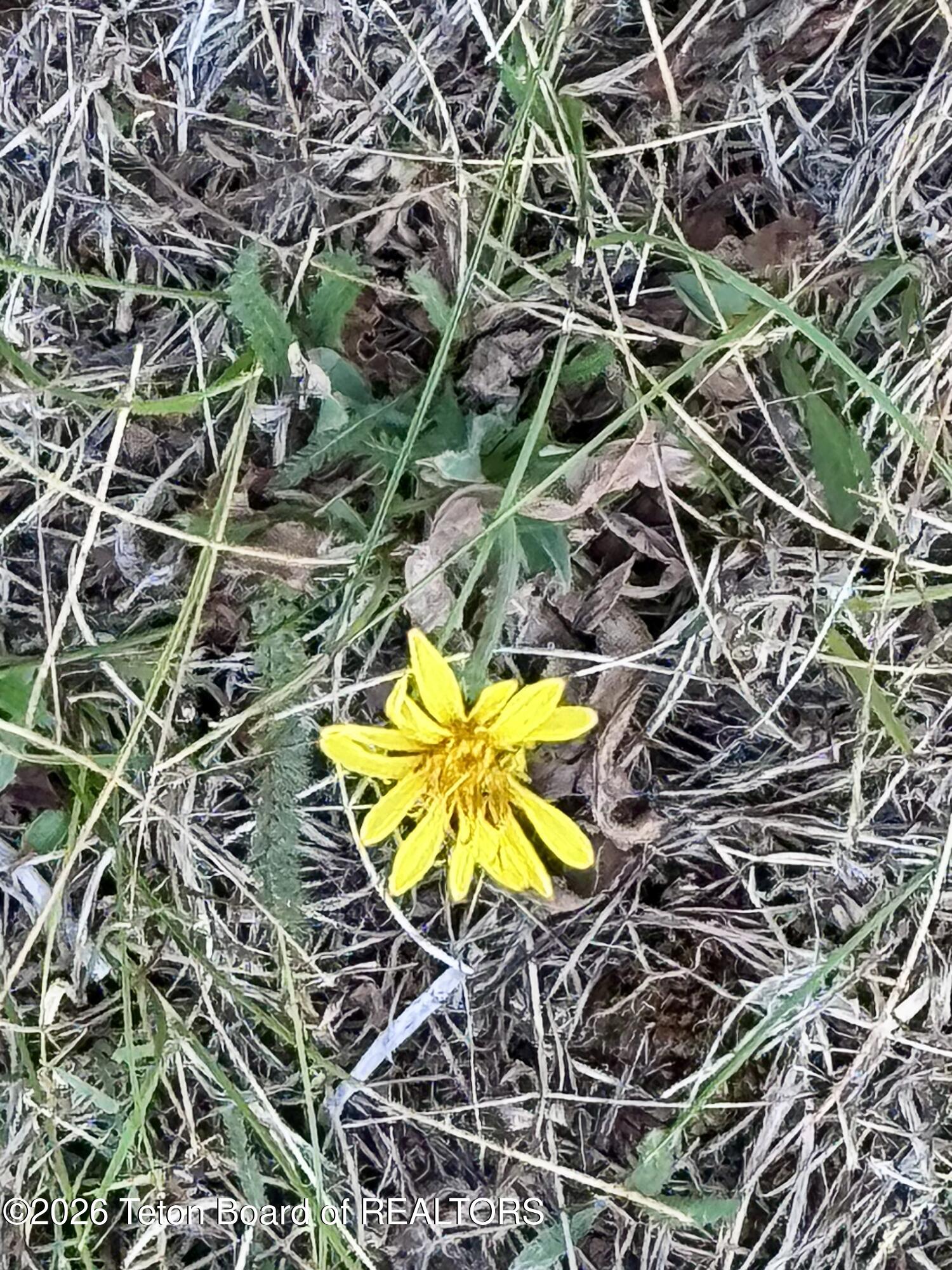 59 Aspen Ridge Road Daniel, WY 83115 - Photo 32 of 44 Wildflowers abound