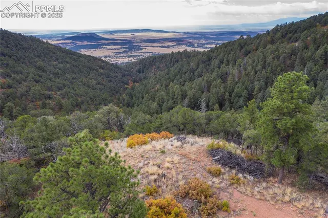 a view of a forest with a mountain