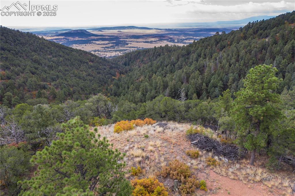 15825 Henry Ride Heights Colorado Springs, CO 80926 - Photo 10 of 23 a view of a yard with a forest