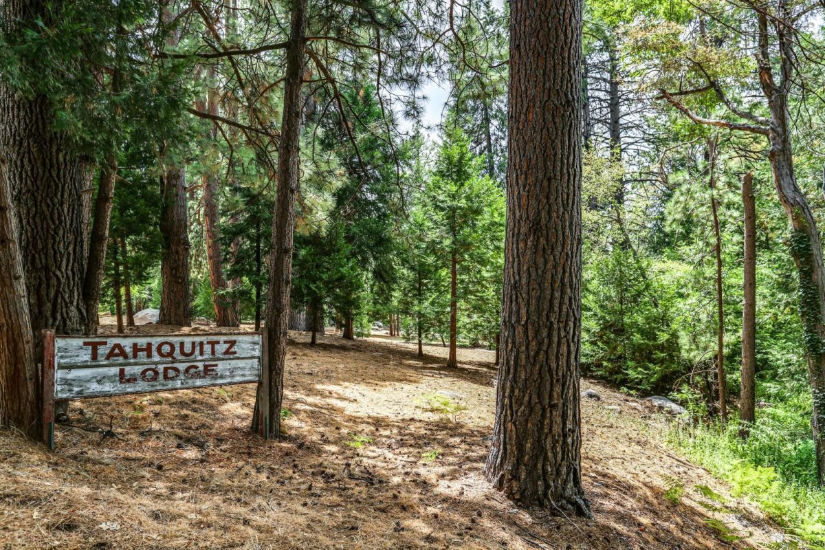 a view of a forest with trees