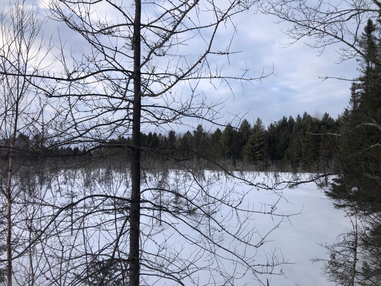 60-acres Pine Lake Road Minocqua, WI 54548 - Photo 11 of 11 Gallery Image 11