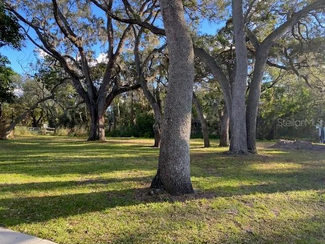 a view of a trees in a yard with a large tree