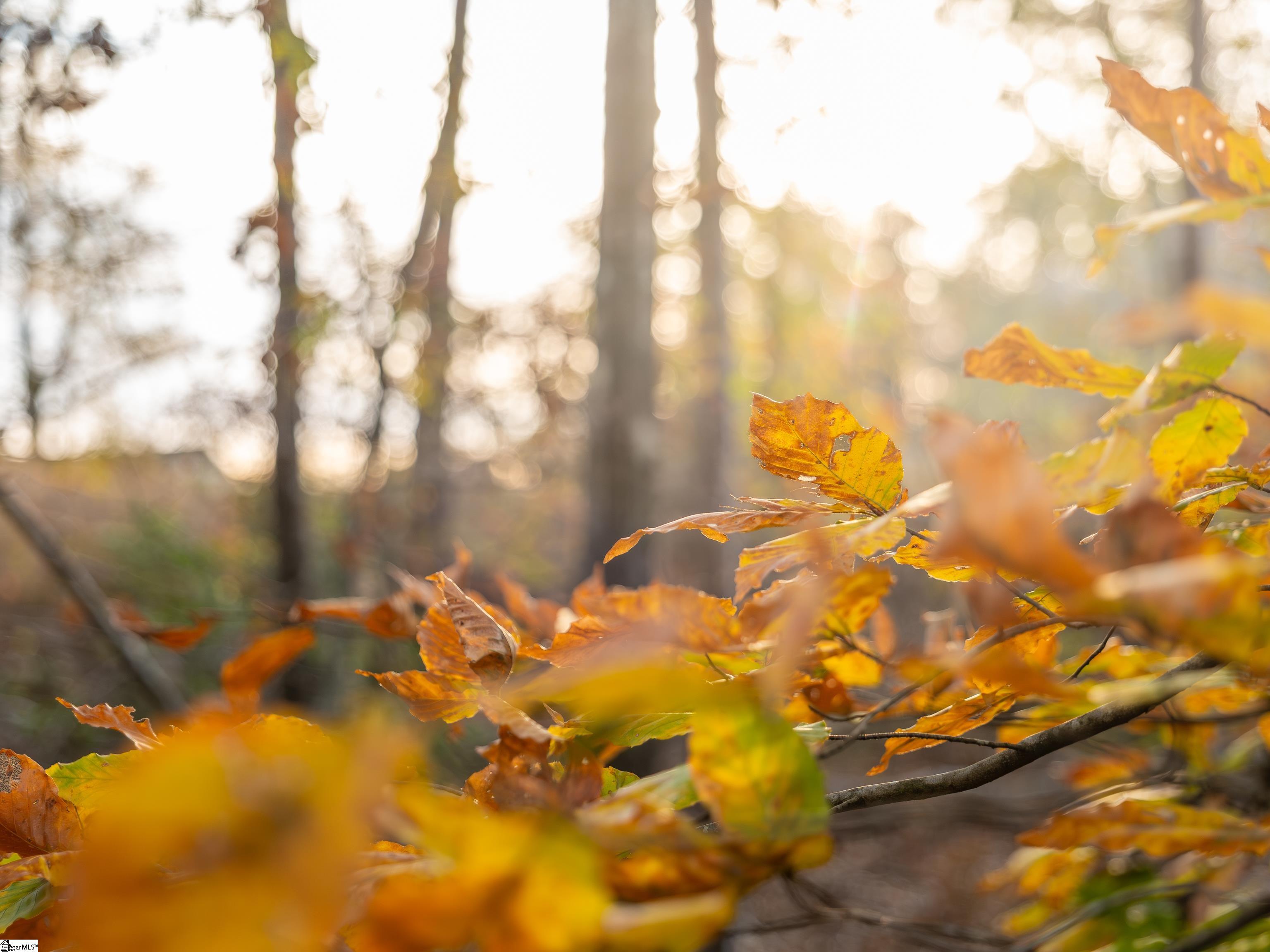 249 West Chapman Road, Unit LOT 12 Belton, SC 29627 - Photo 17 of 24