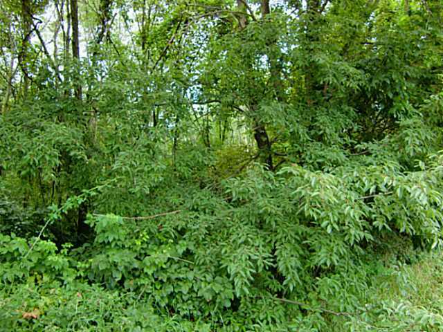 0 County Rd 24 Cardington, OH 43315 - Photo 3 of 7
