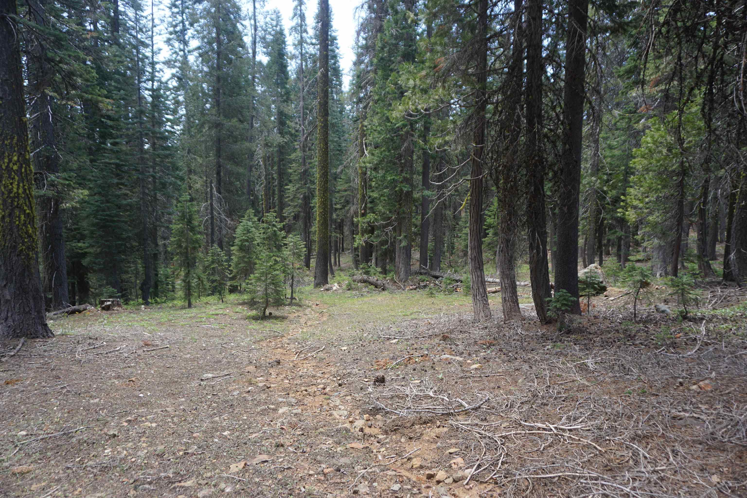 1334 Highlands Road Quincy, CA 95971 - Photo 43 of 47 a view of a forest with trees in the background