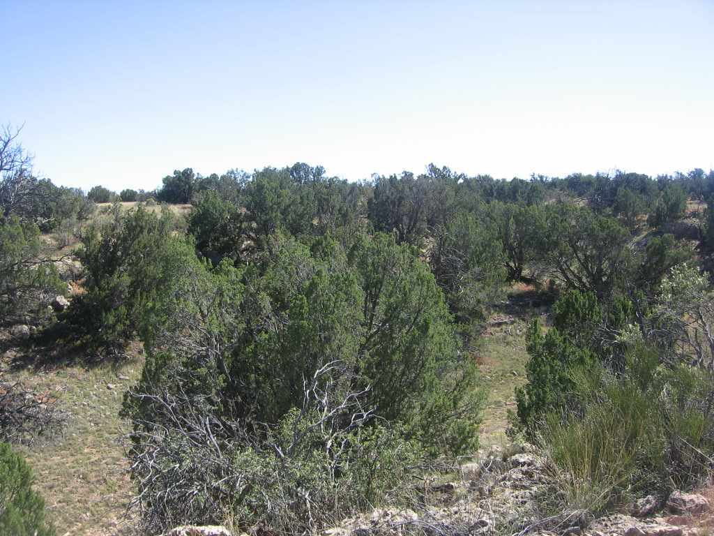 Chevelon Chevelon Acres Heber, AZ 85928 - Photo 3 of 12
