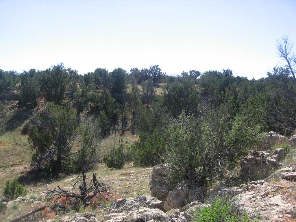 Chevelon Chevelon Acres Heber, AZ 85928 - Photo 6 of 12