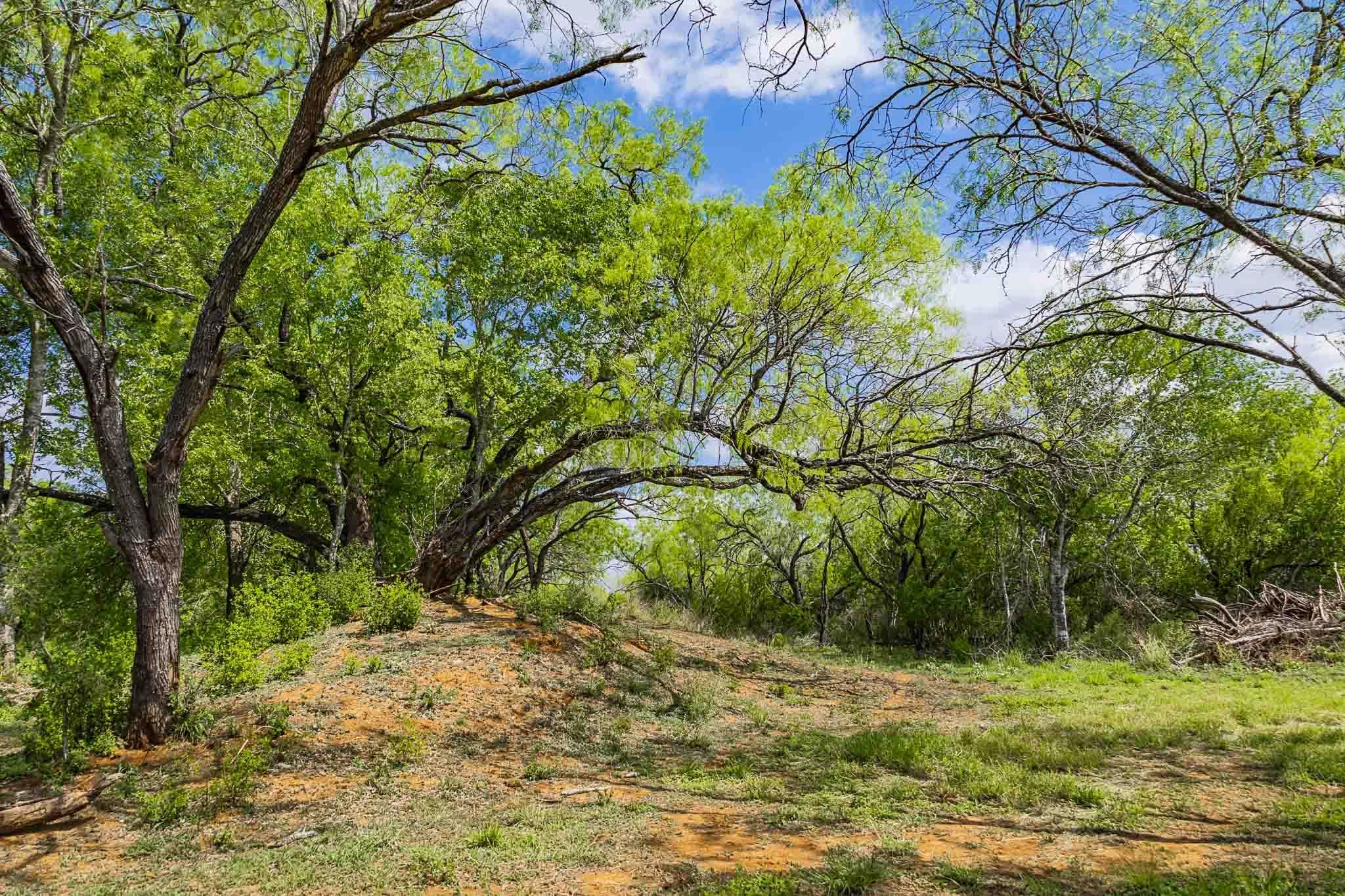 0 Bluntzer Road Jourdanton, TX 78026 - Photo 14 of 30 a view of backyard with green space