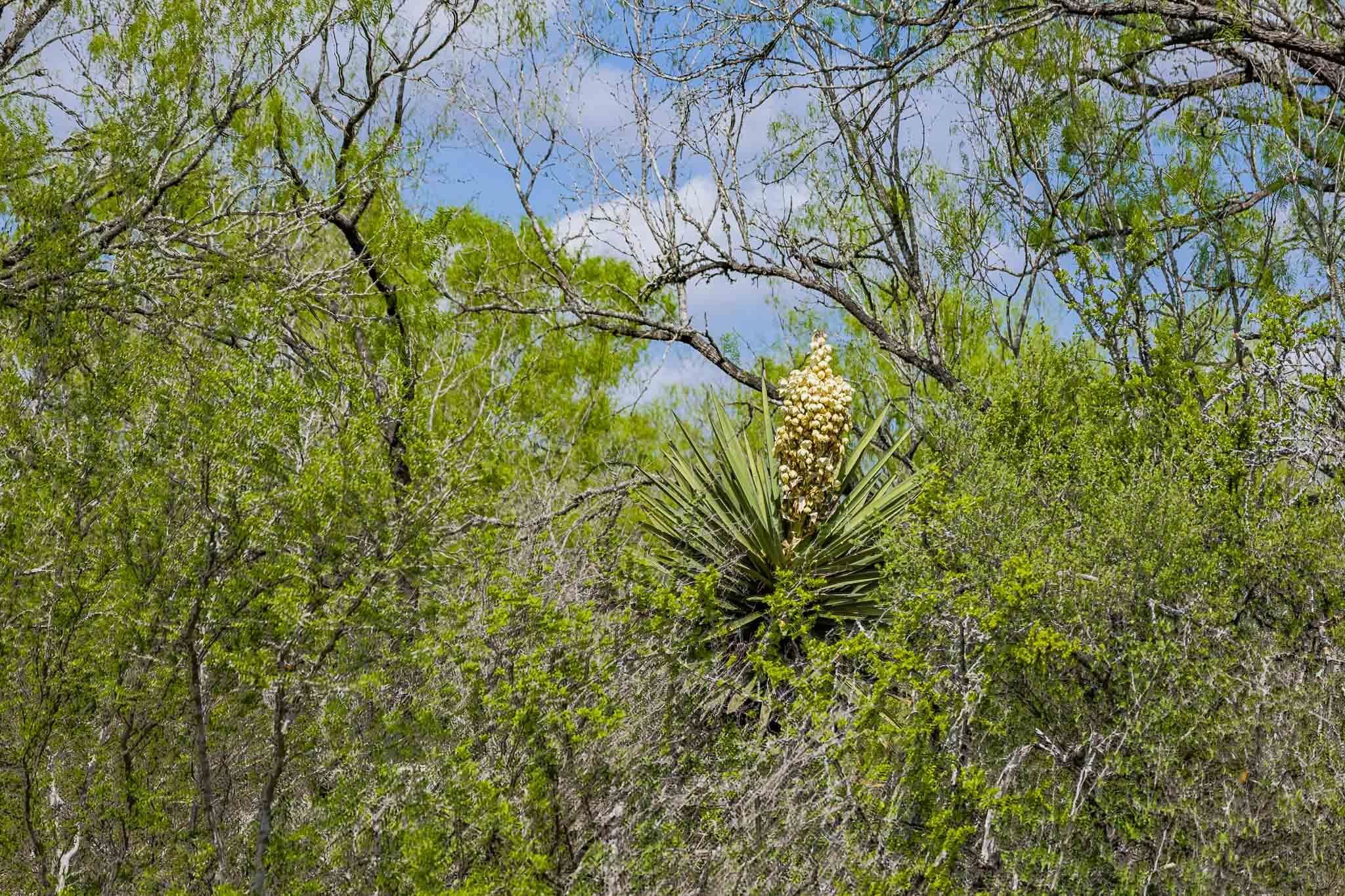 0 Bluntzer Road Jourdanton, TX 78026 - Photo 25 of 30